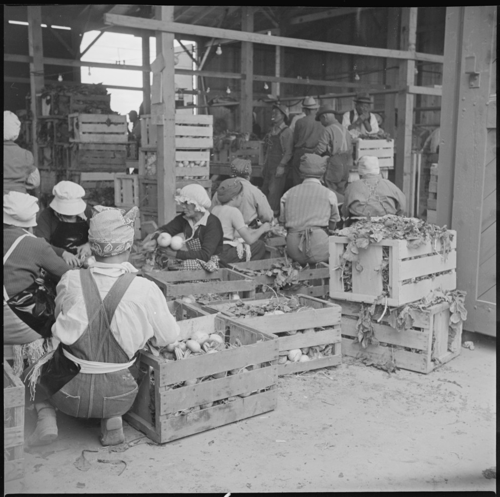 Original WRA caption: Tule Lake Relocation Center, Newell, California. Evacuee workers in the packing shed, sorting and packing turnips which have been grown on the farm near this relocation center. Tule Lake concentration camp. September 8, 1942. National Archives and Records Administration Collection. 