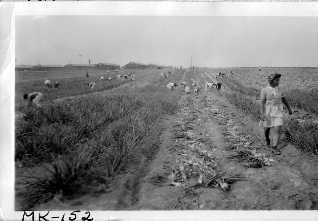 Japanese American high school students harvesting onions in a field at Minidoka. Concentration camp barracks are visible in the background.