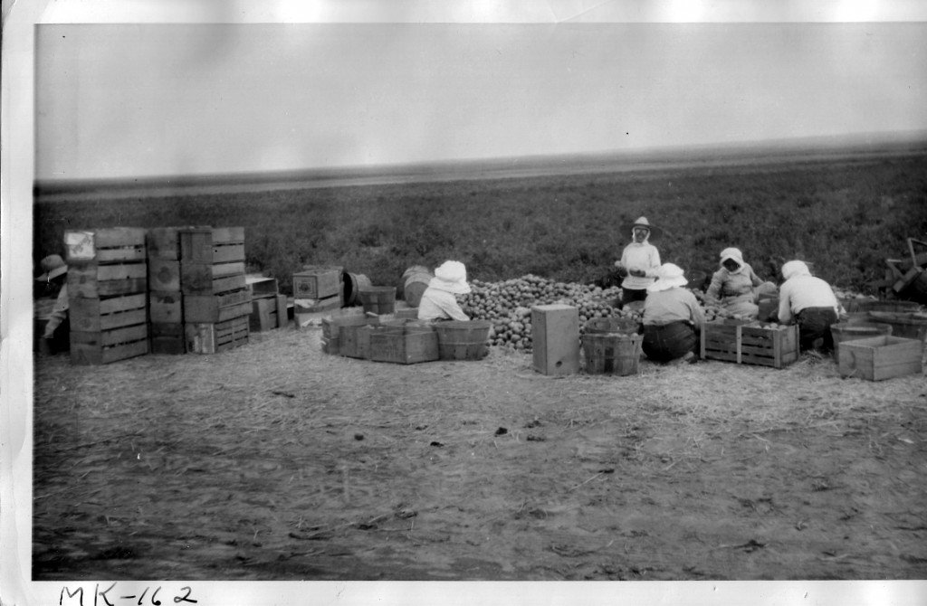 Original WRA caption: A crew of evacuee women sorts tomatoes at the edge of a field which was covered with sagebrush six months before. Because of frequent outcroppings of lava the fields on the project farm are small. Minidoka concentration camp. September 1943. National Archives and Records Administration. 
