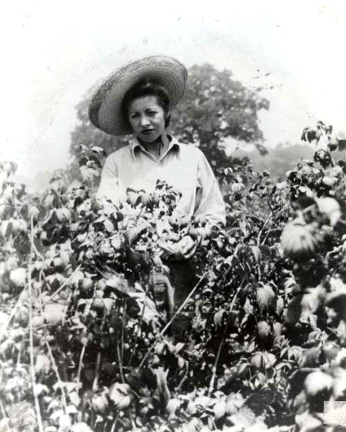A Mexican American woman picking berries.