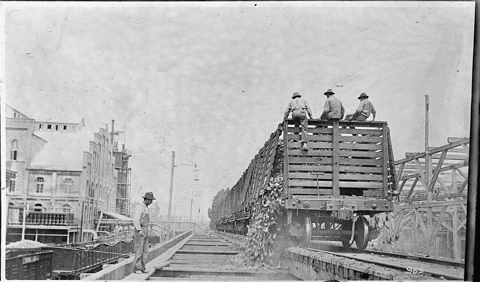 Workers unloading beets from a train car on a track.