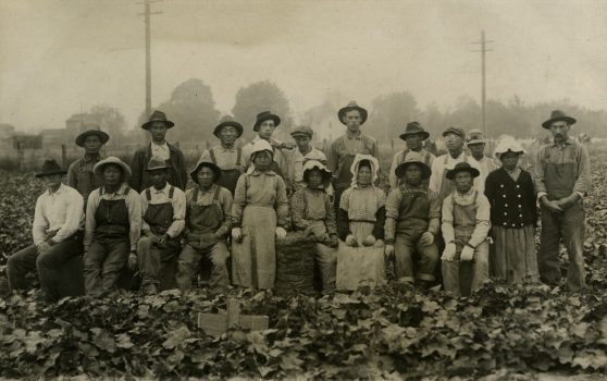 Japanese migrant strawberry pickers, possibly on Vashon Island, Washington.