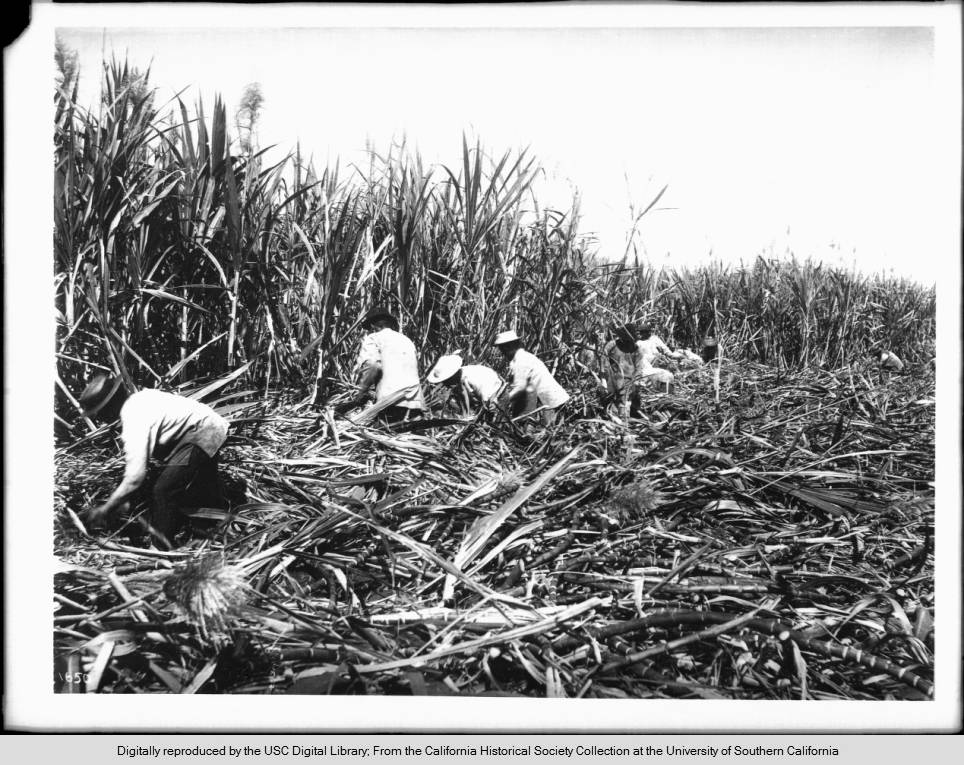 Workers cut sugarcane on a Hawaiian plantation.