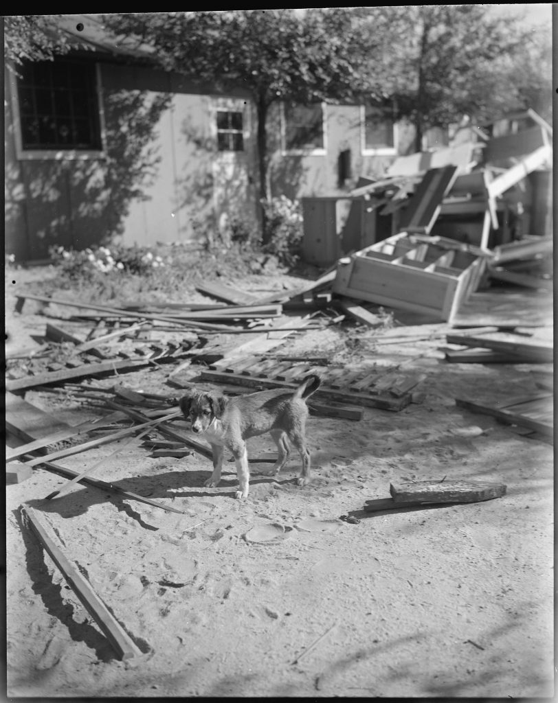 Photo shows a small dog on a dirt path in front of barracks in an abandoned Japanese American incarceration camp. The dog is surrounded by broken cabinets, wood frames, and other debris left behind by former incarcerees.