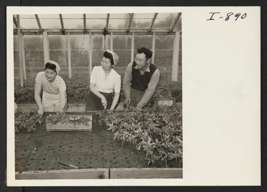 Black and white photo of two Japanese American women and a man planting vegetables in a greenhouse.