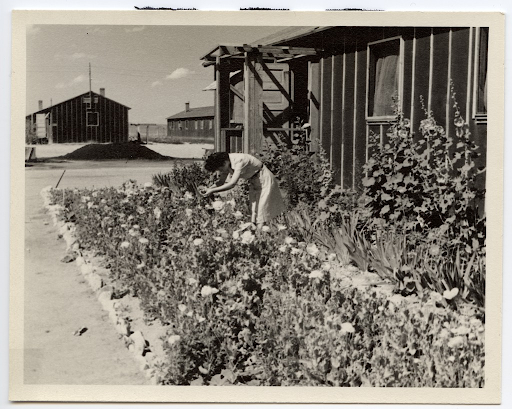 A Japanese American woman is bent over some flowers, tending to a garden in front of her concentration camp barrack.