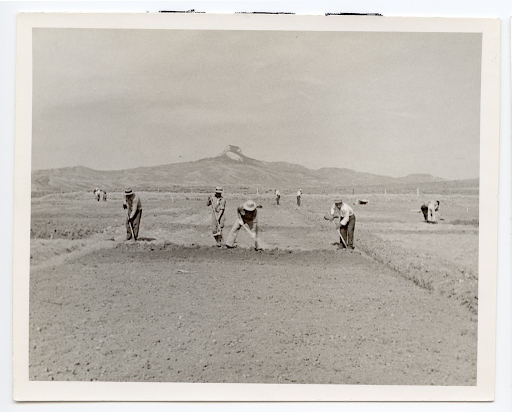 Japanese American farmworkers hoeing a field. There are four men in the foreground and additional workers in the background. Heart Mountain is directly behind them in the distant background.