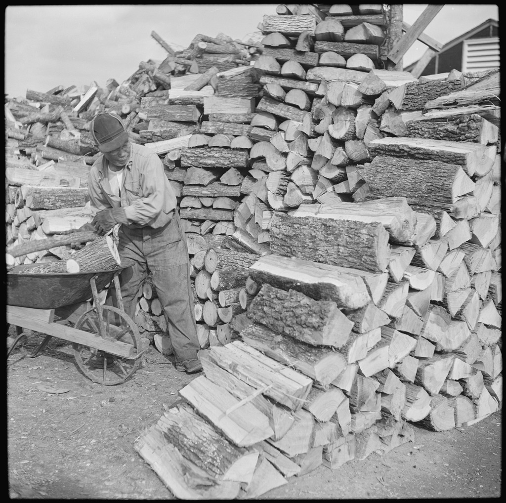 A man unloading chopped wood from a wheelbarrow and adding it to a large firewood pile.