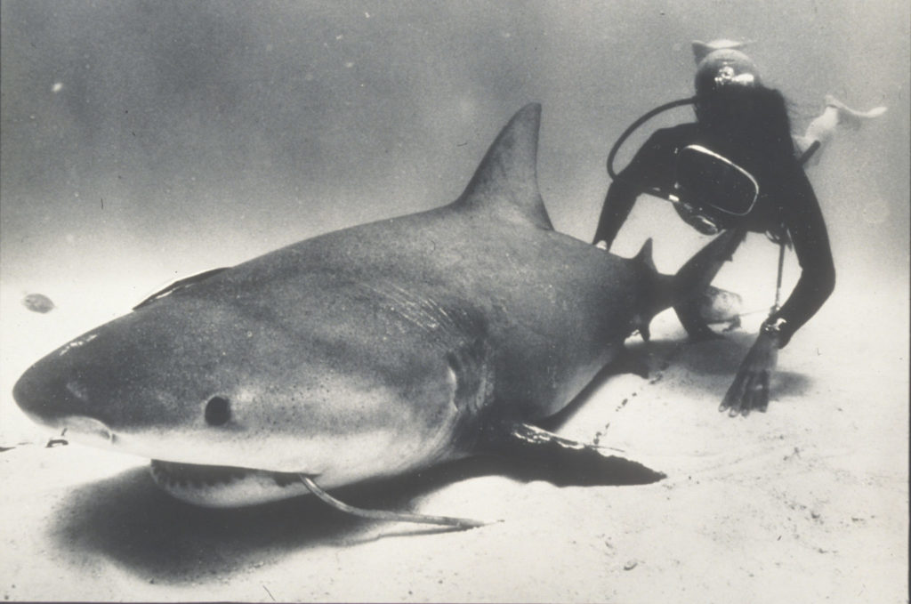 Eugenie Clark swimming with a bull shark.
