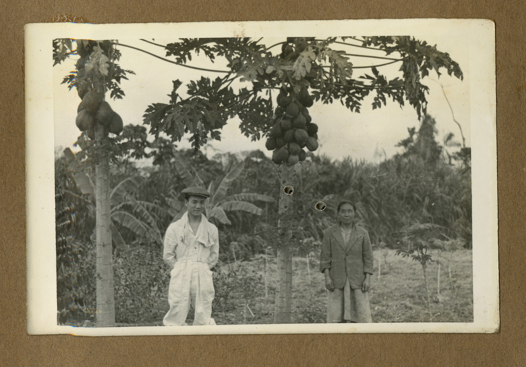 Two Japanese Peruvian workers posing in front of coconut palms on a plantation.