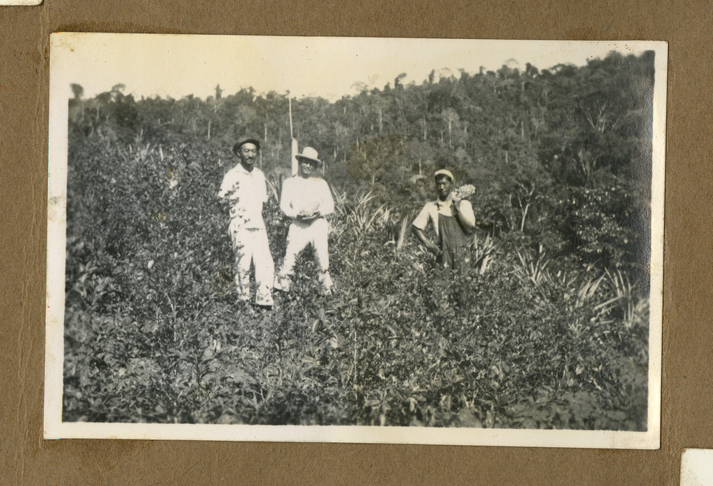 Workers standing in a pineapple nursery on a Peruvian plantation.