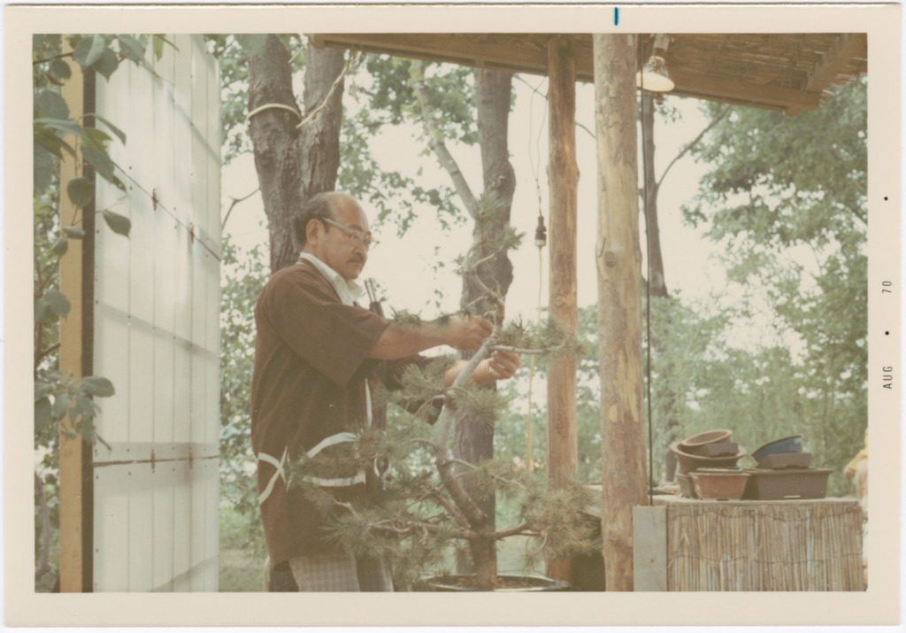 Kaneji Domoto pruning a bonsai