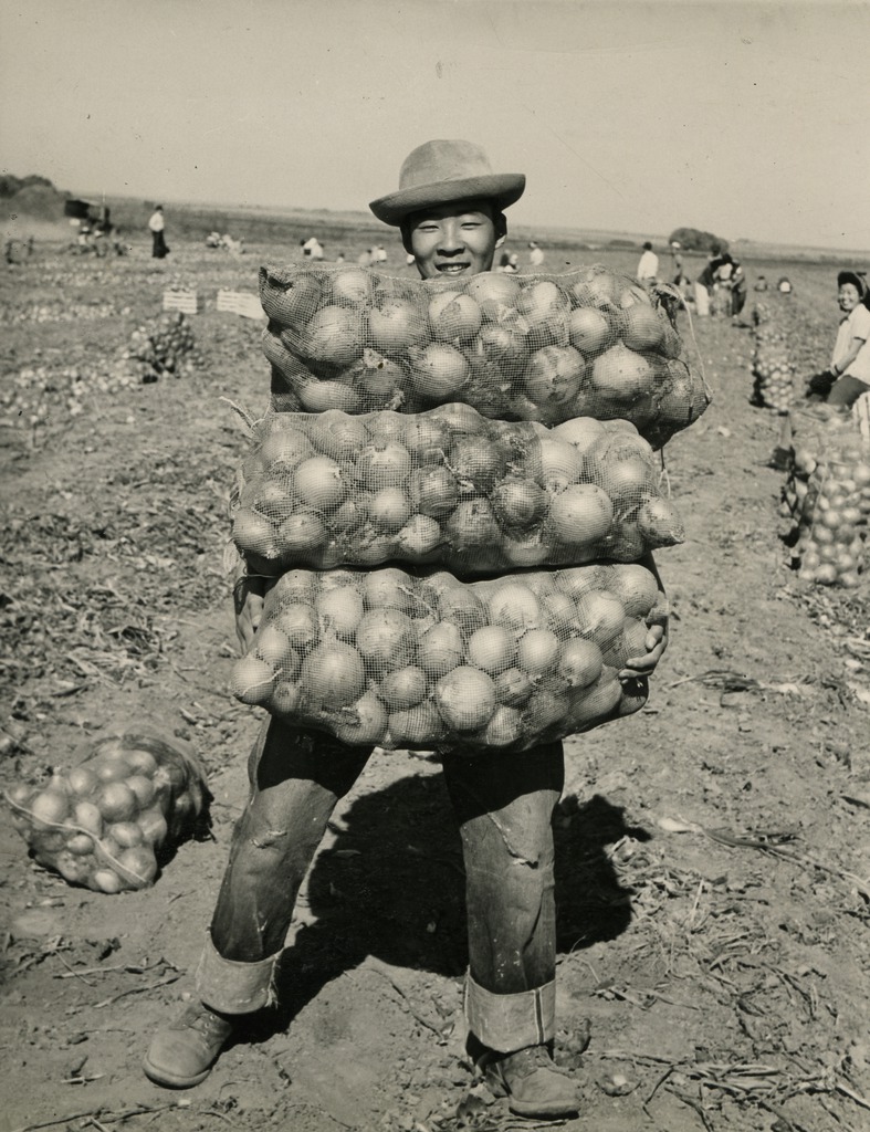 Japanese American inmate worker holding bags of onions in a field at Amache.