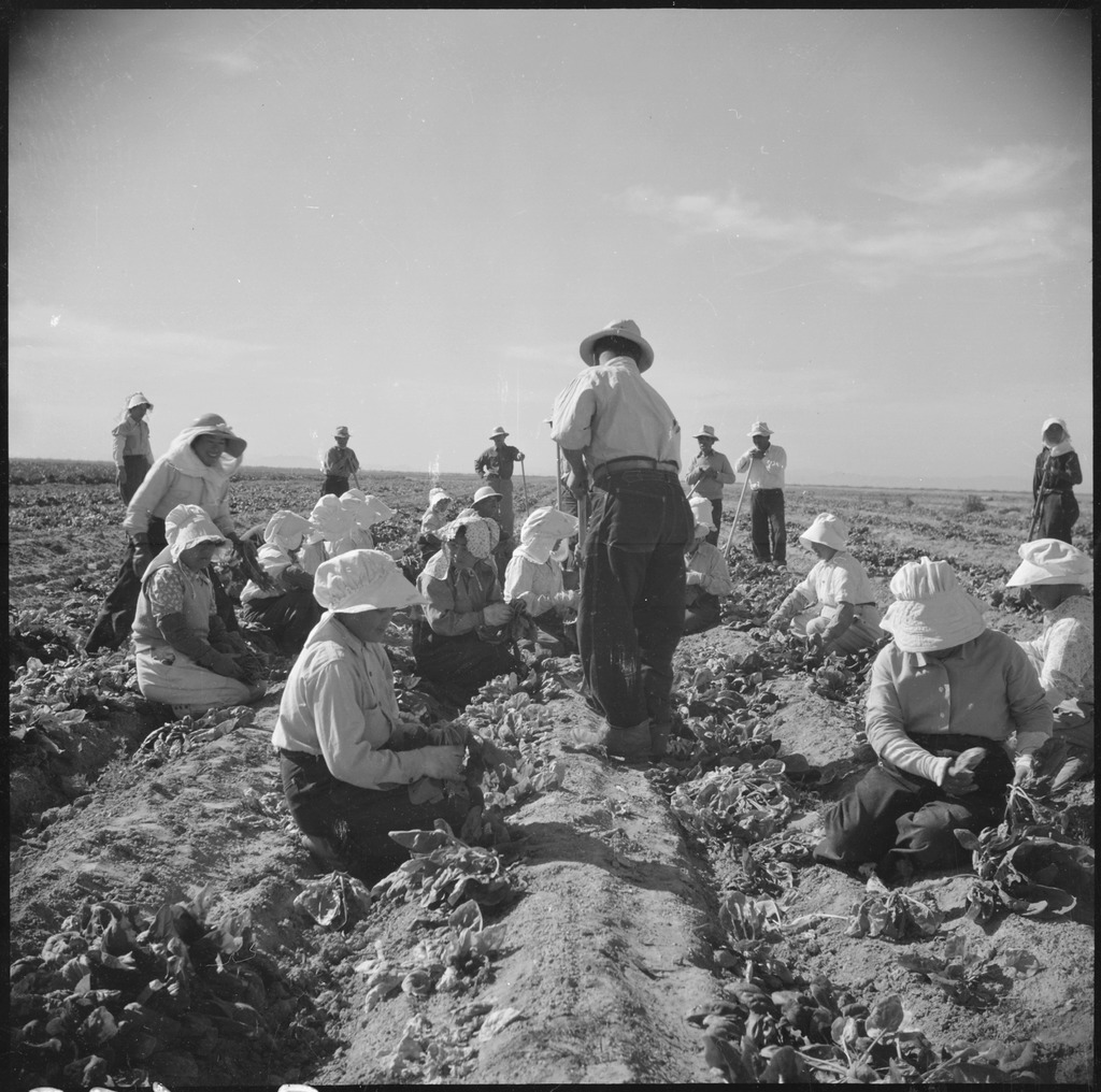 Japanese American workers harvesting spinach in a field at the Gila River concentration camp.