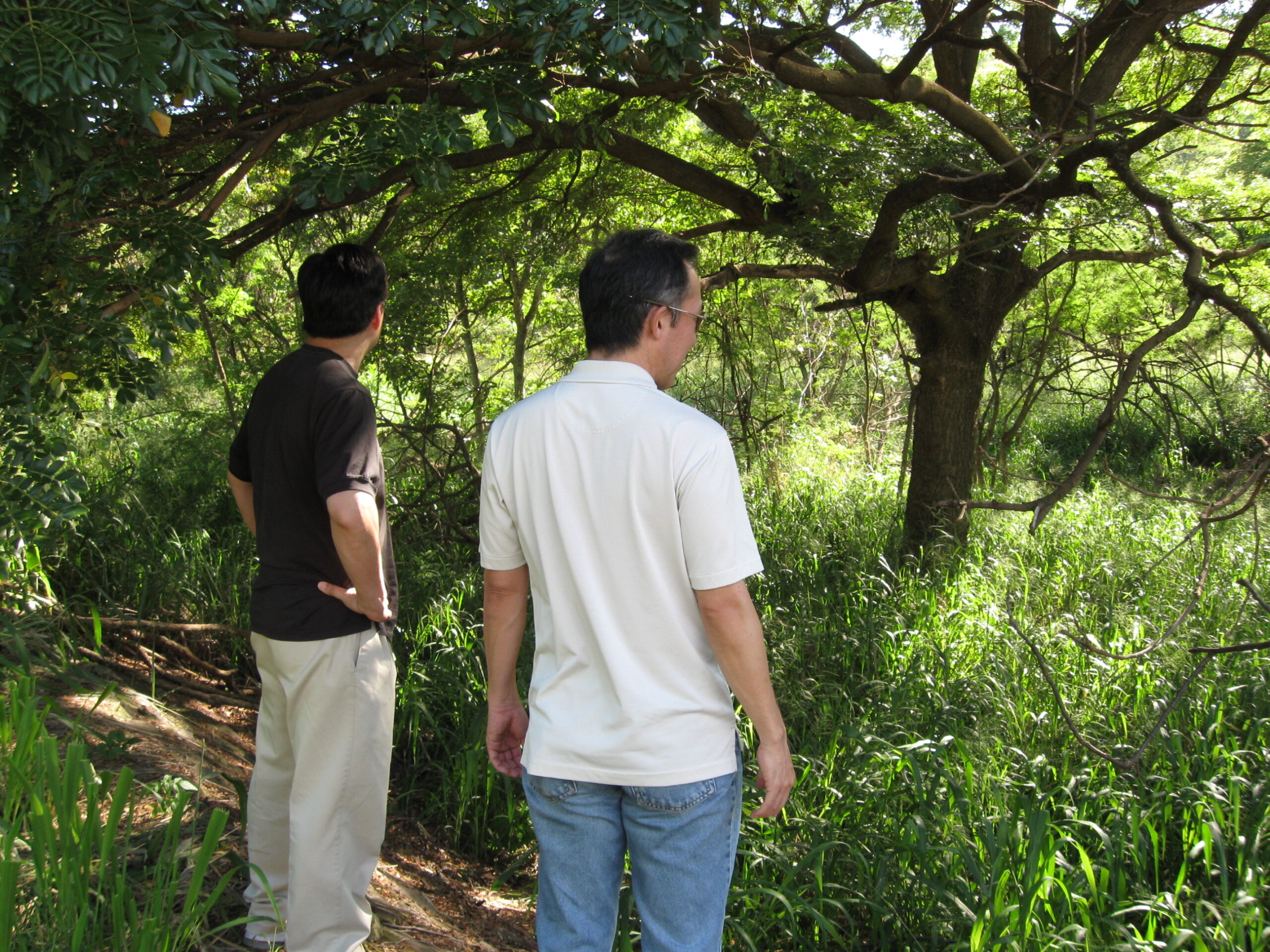 Two men look into a dense, lush field of tall grass and trees, their backs are turned to the camera.