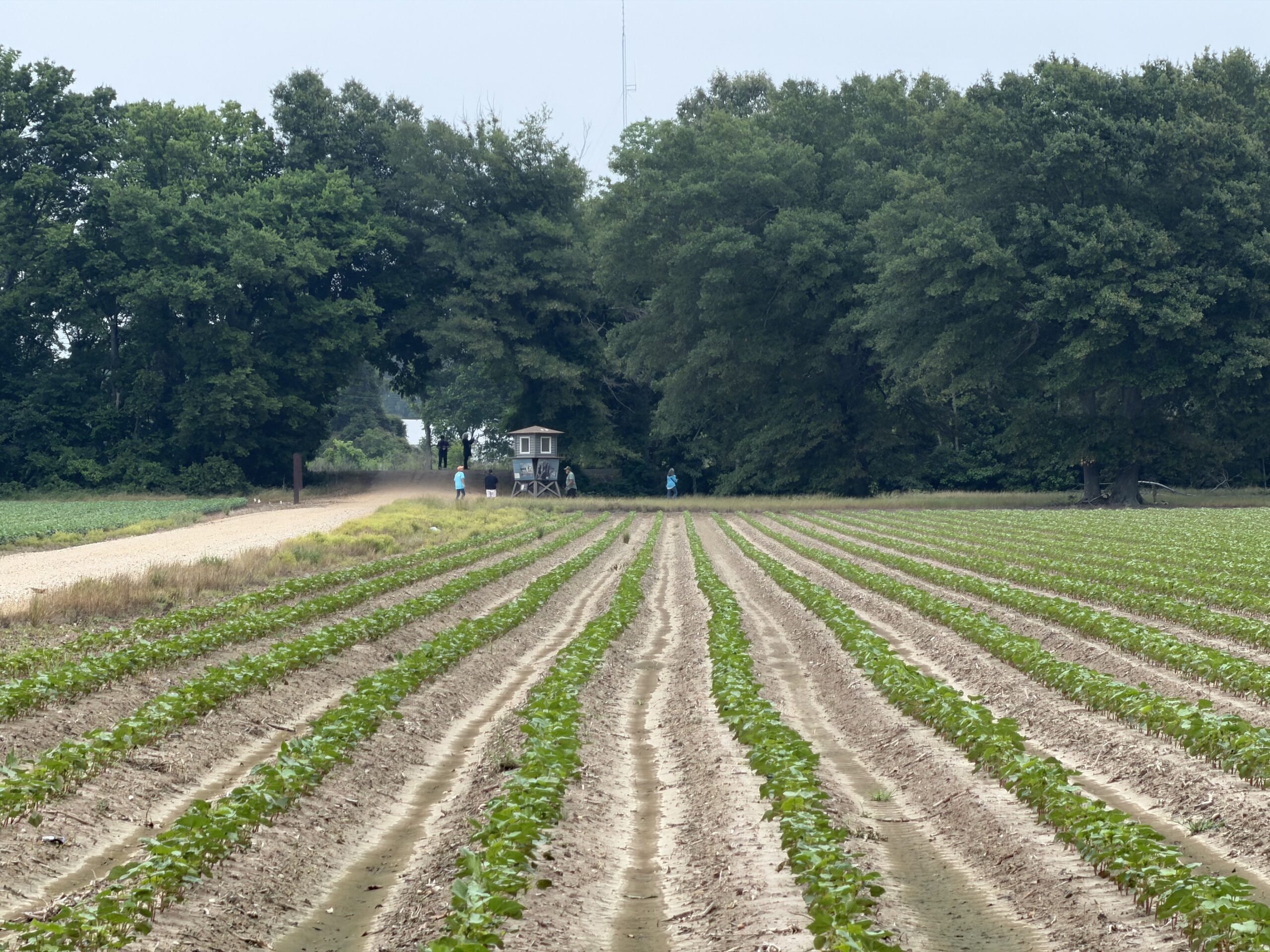 A replica guard tower stands at the edge of a cultivated field, with a small group of people gathered near its base and rows of crops leading toward it.